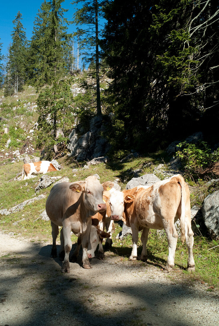 Cattles grazing on Chiemgau Alps mountain, Bavaria, Germany