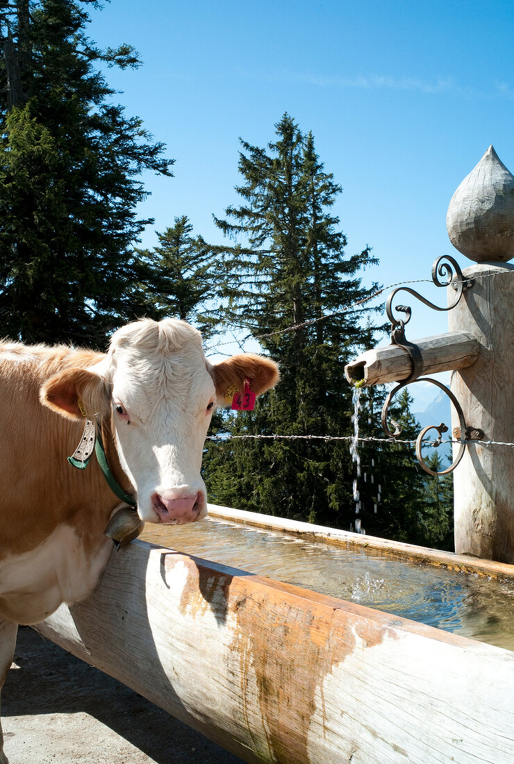 Cattles grazing on Chiemgau Alps mountain, Bavaria, Germany