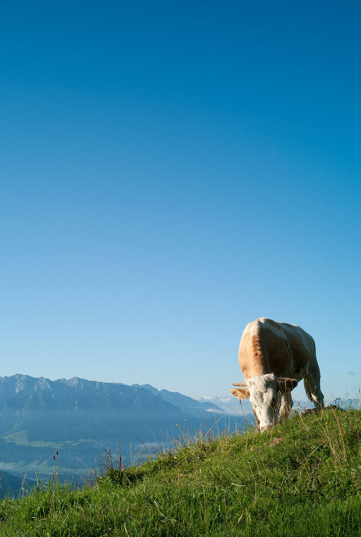 Cattle grazing on Chiemgau Alps mountain in Bavaria, Germany