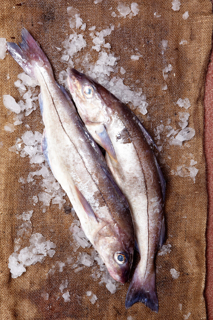 Close-up of two haddock with ice