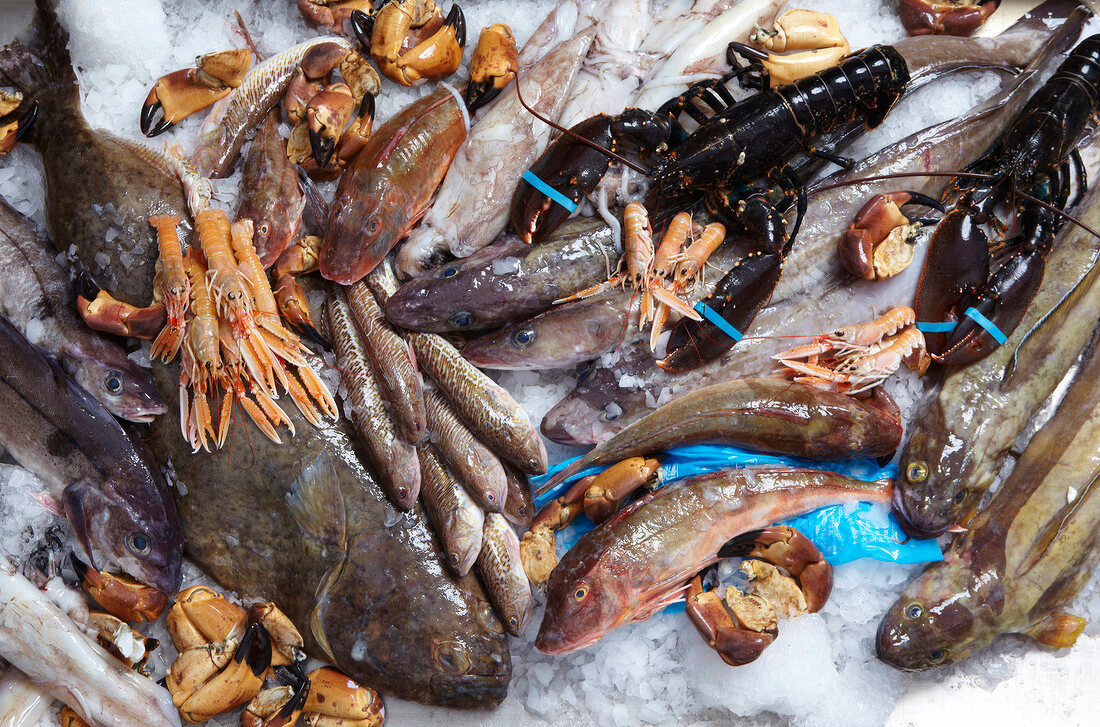 Verschiedene Fische und Meeresfrüchte auf Eis