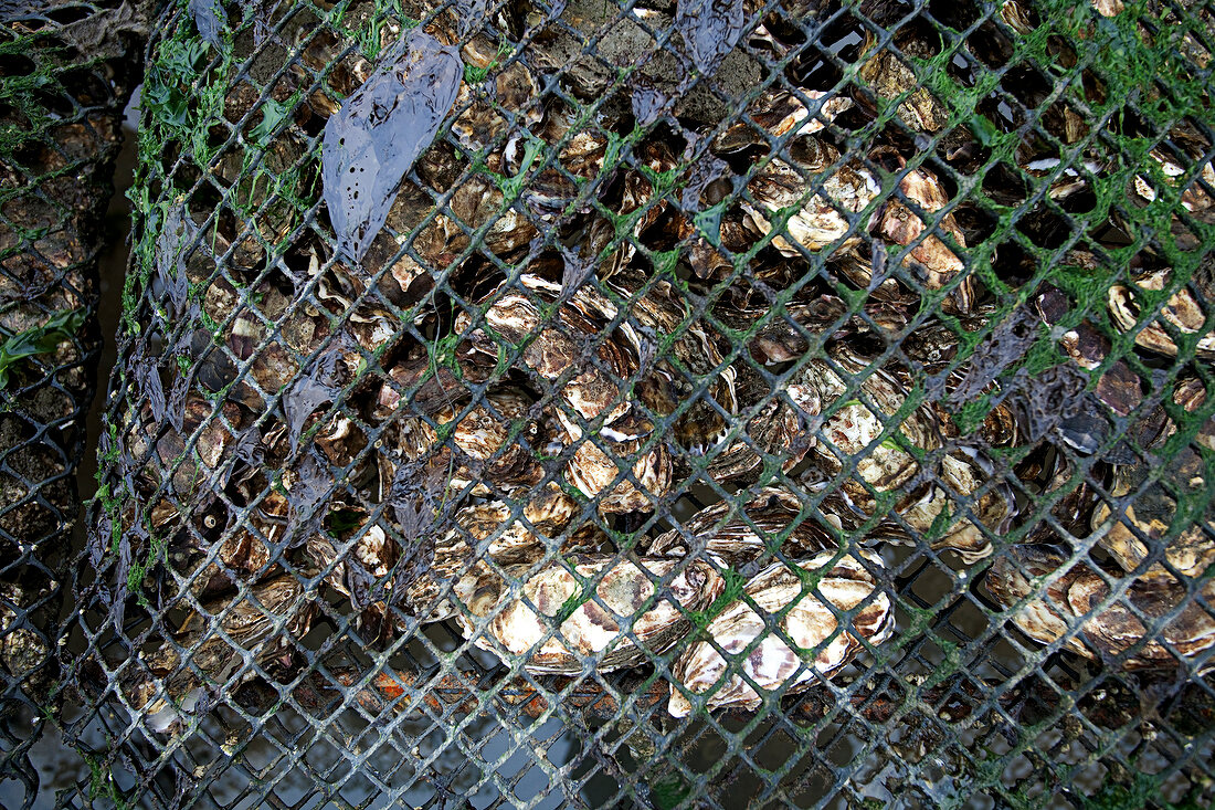 Close-up of oysters in net