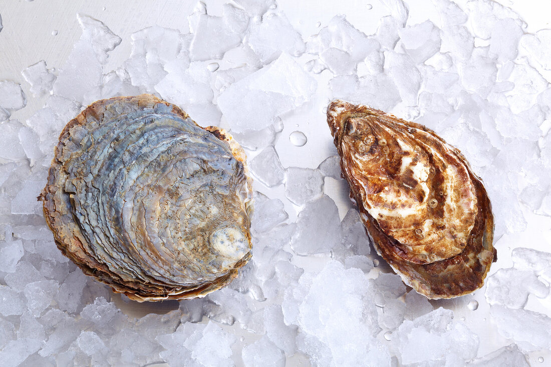 European flat oyster and pacific cupped oyster on ice