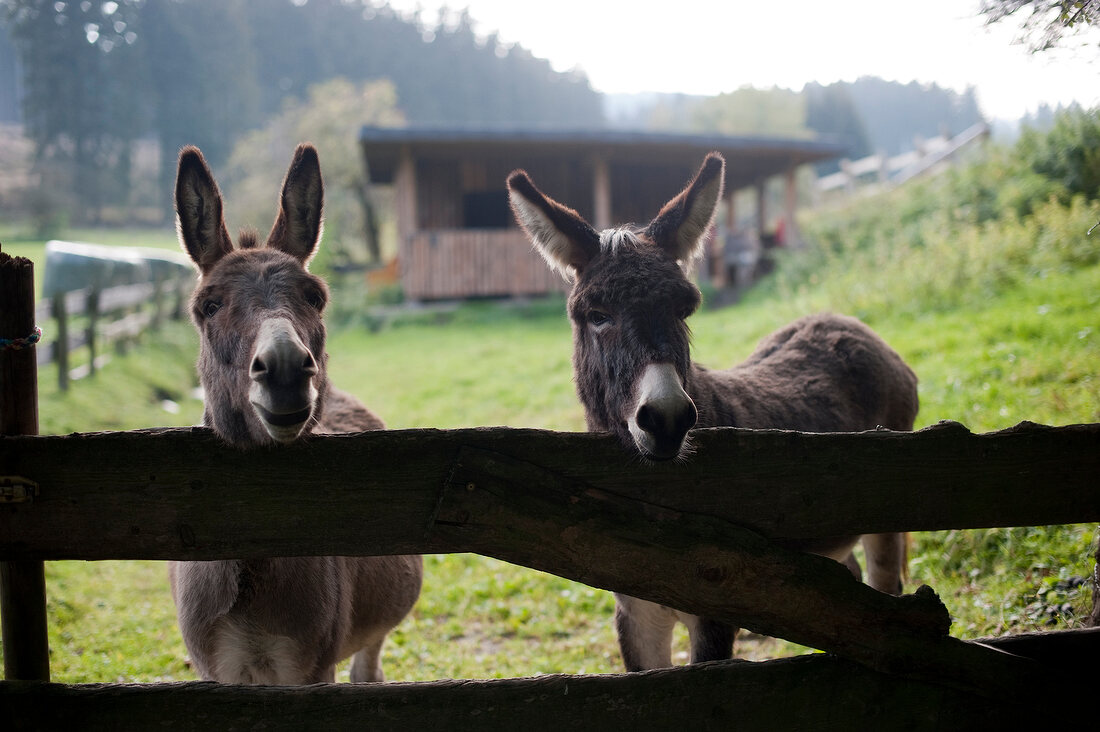 Esel, braun, stehen, Zaun, Koppel Hiebammenhütte, Sauerland