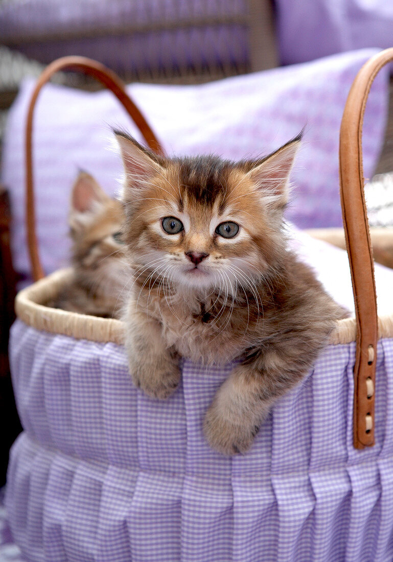Close-up of two kittens in white and purple checked basket