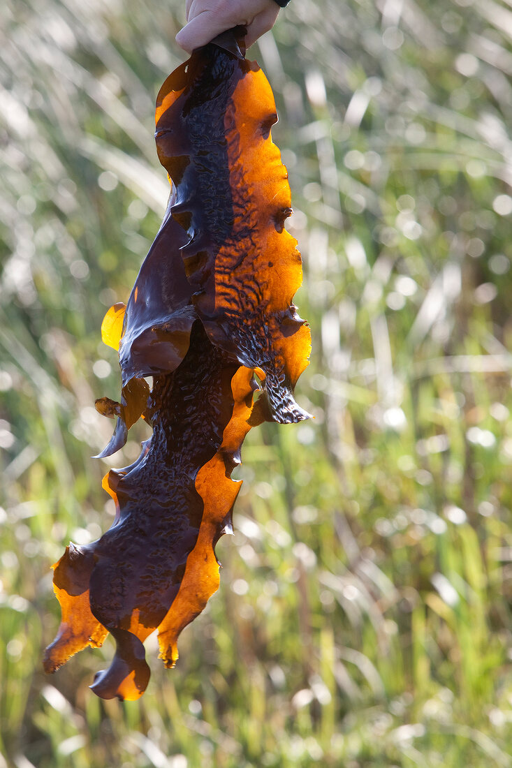 Braunalge Laminaria von der Sylter Algenfarm, List, Sylt