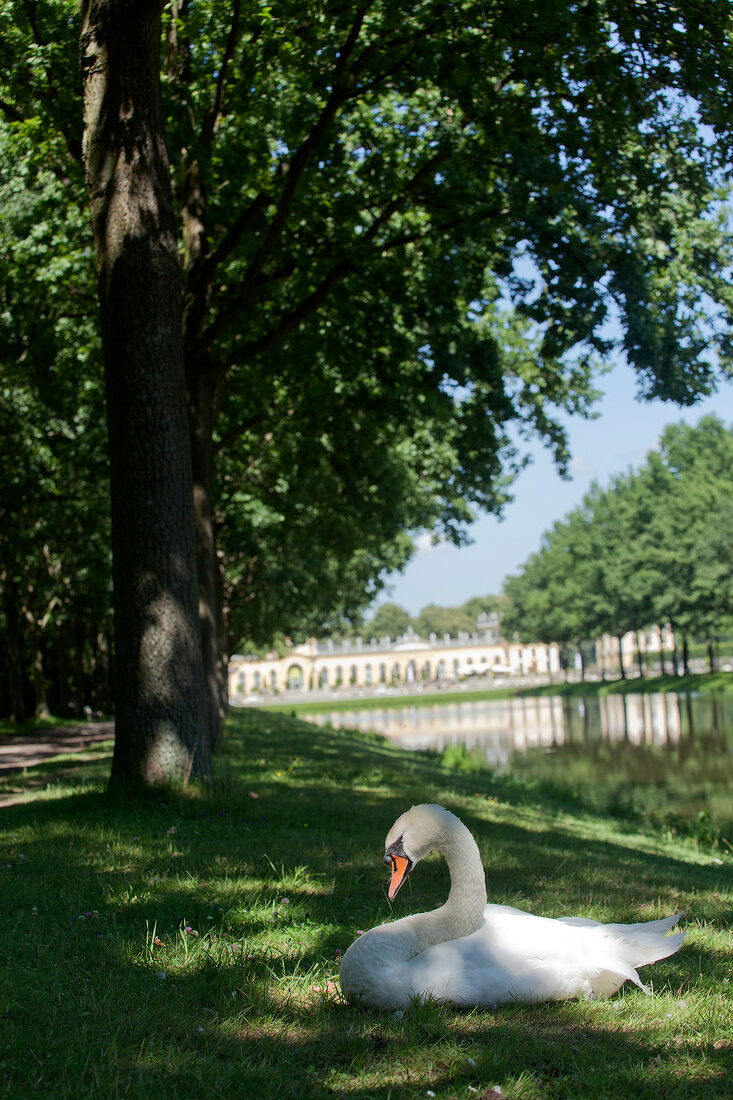 Swan sitting on grass near pond at Kassel, Hesse, Germany