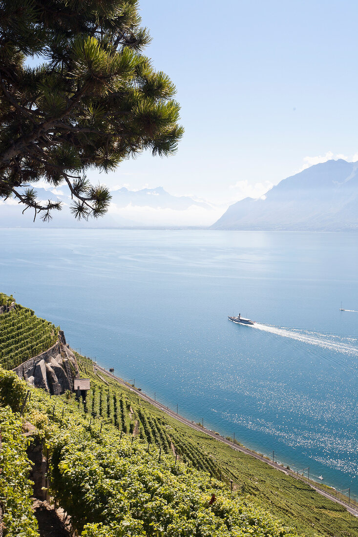 View of lake Geneva beside vineyards Lavaux, Canton Vaud, Vaud Alps, Switzerland