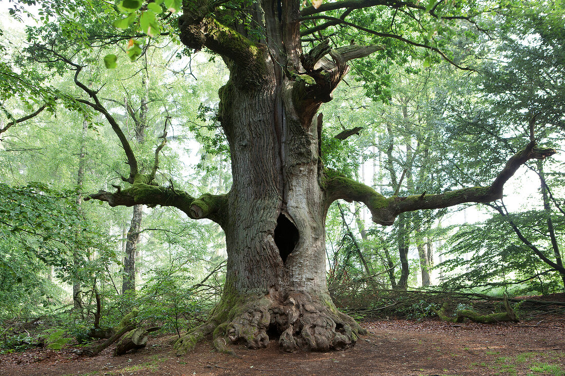 Old tree in Weser Uplands, Reinhard Forest, Hesse, Germany