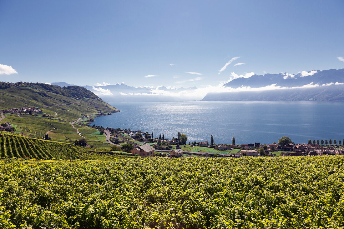 View of Lavaux Vineyard Terraces at Canton Vaud, Lake Geneva, Vaud Alps