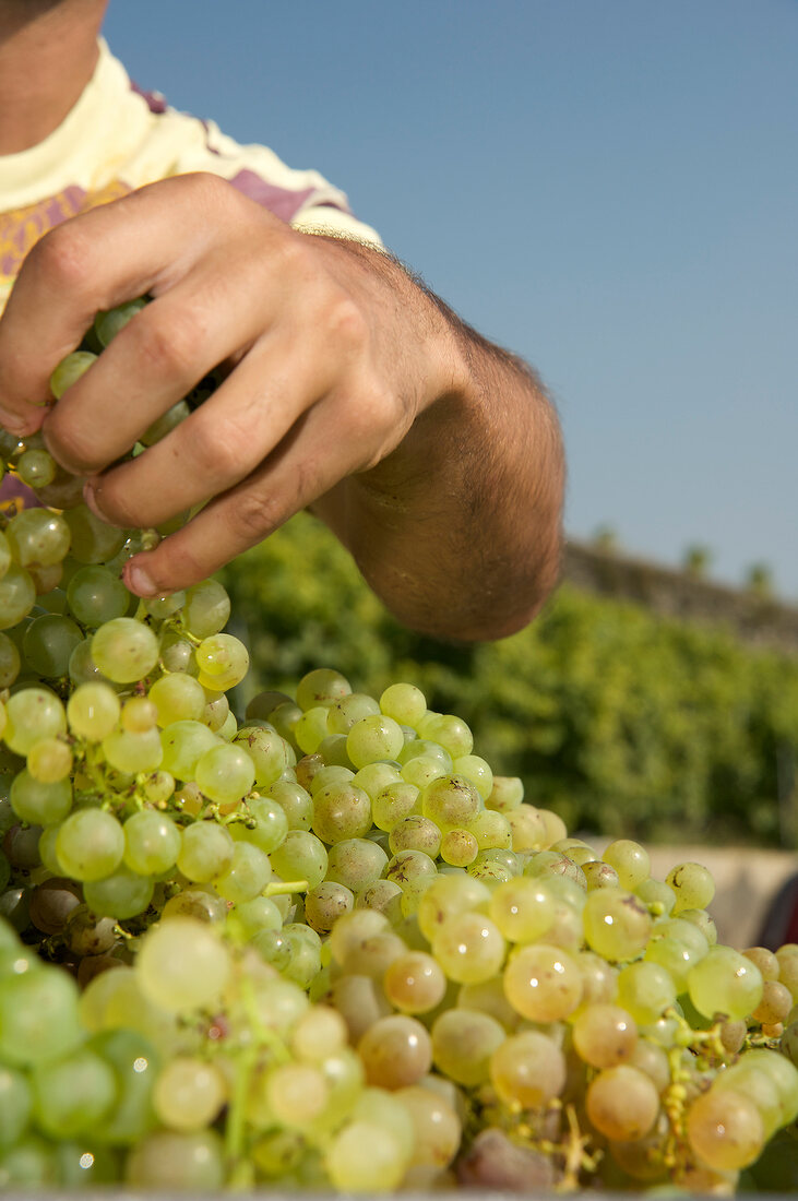 Close-up of hand holding bunch of grapes at Ch�teau de Glerolle