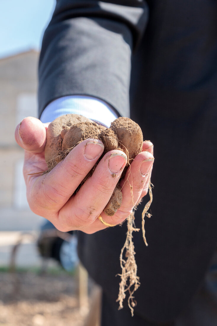 Close-up of man holding handful truffles