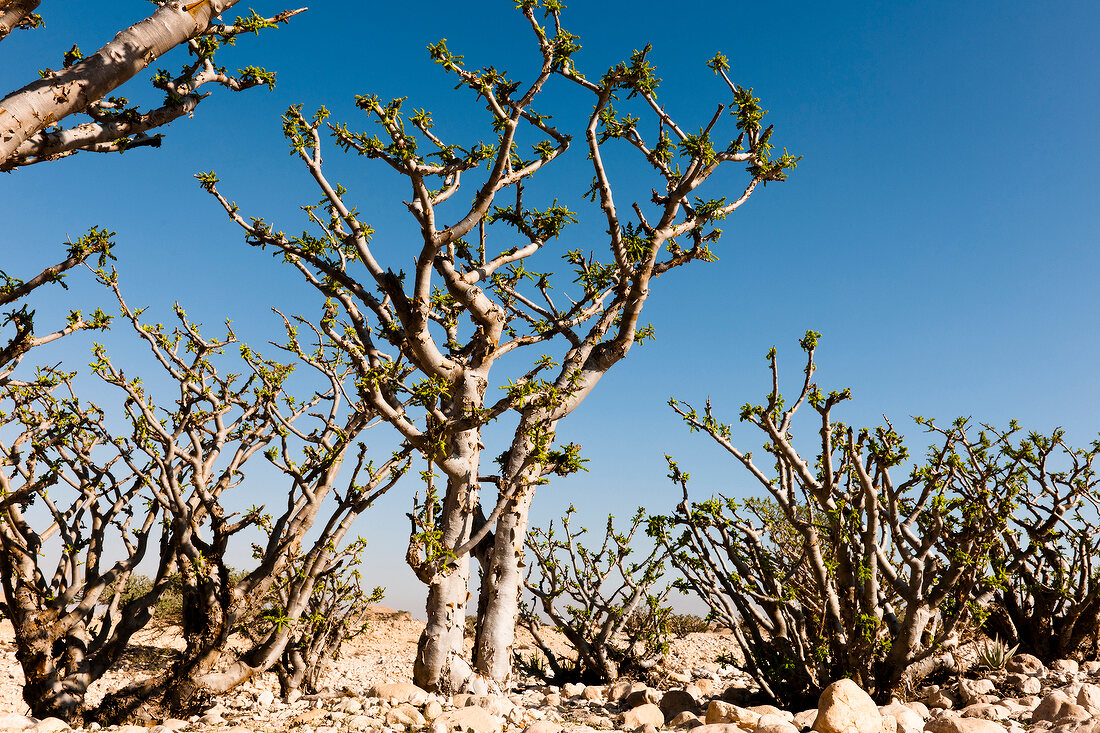 Oman, Salalah, Tal, Weihrauchbäume, Weihrauch, Trockenheit