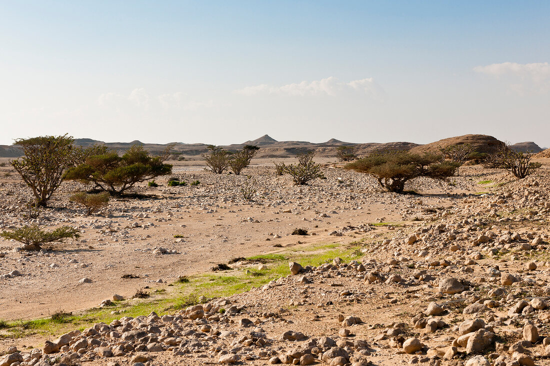 View of Incense tree on hill in desert, Oman