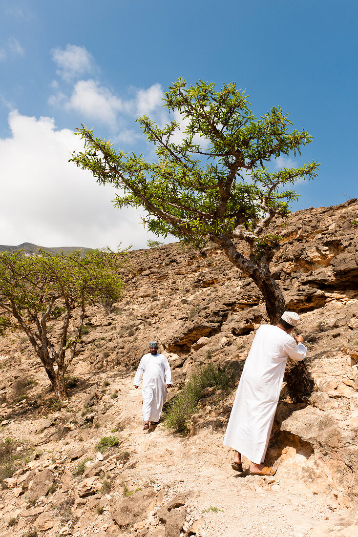 Männer in einem Tal, Weihrauchbäume, steinig, Oman, Dhofar, Salalah