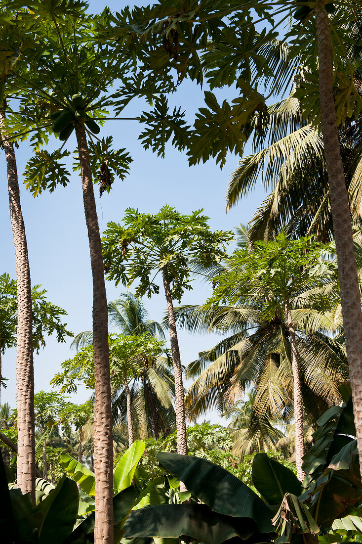 Palm trees in Relax Bay Resort, Phuket, Thailand