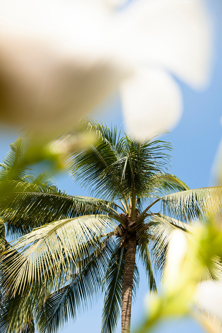 Palm trees in Relax Bay Resort, Phuket, Thailand