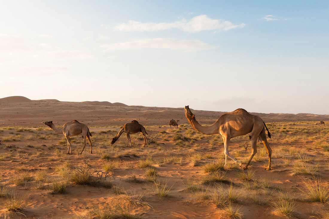 Side view of camels on desert wahiba Sands, Oman