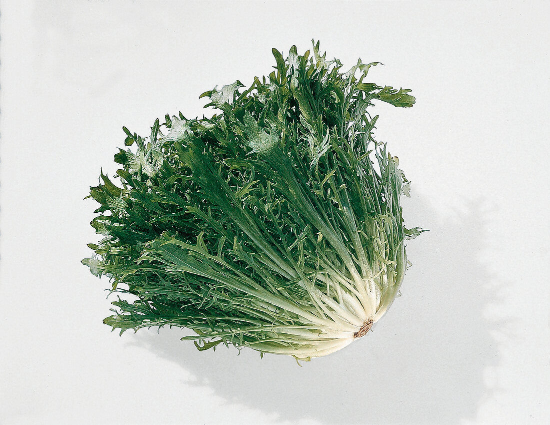 Italienisch kochen, Grüner Frisée, Freisteller