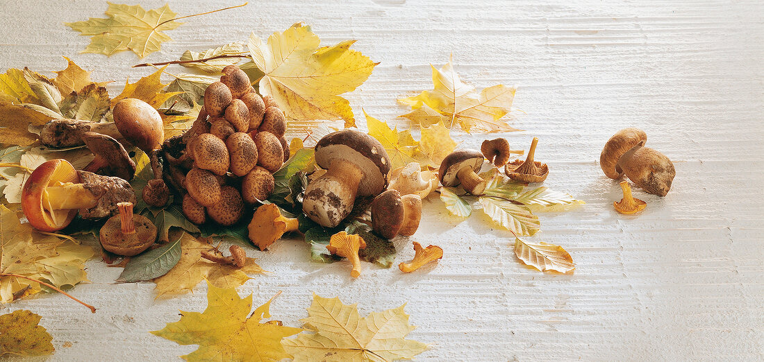 Italienisch kochen, Diverse Pilze auf Herbstlaub