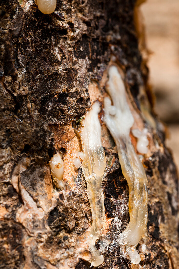 Close-up of fresh resin dripping from a frankincense tree, Salalah, Oman