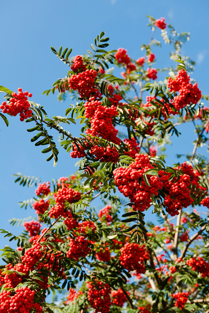Close-up of red rowan plant