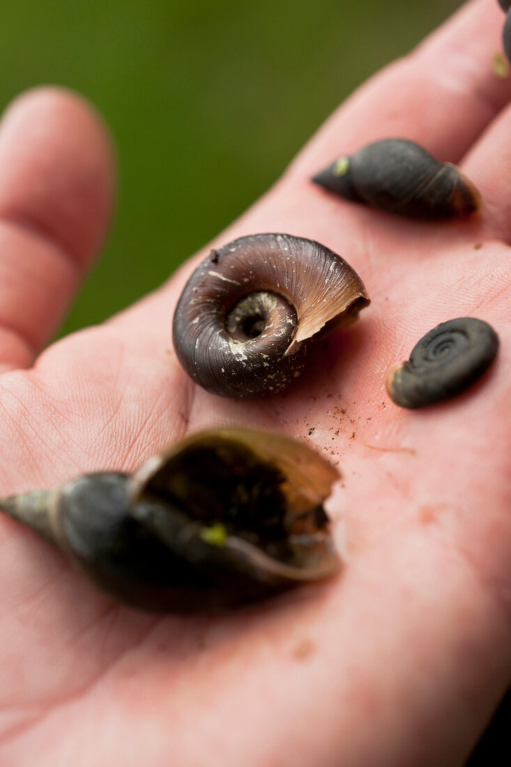Close-up of snail shells on hand