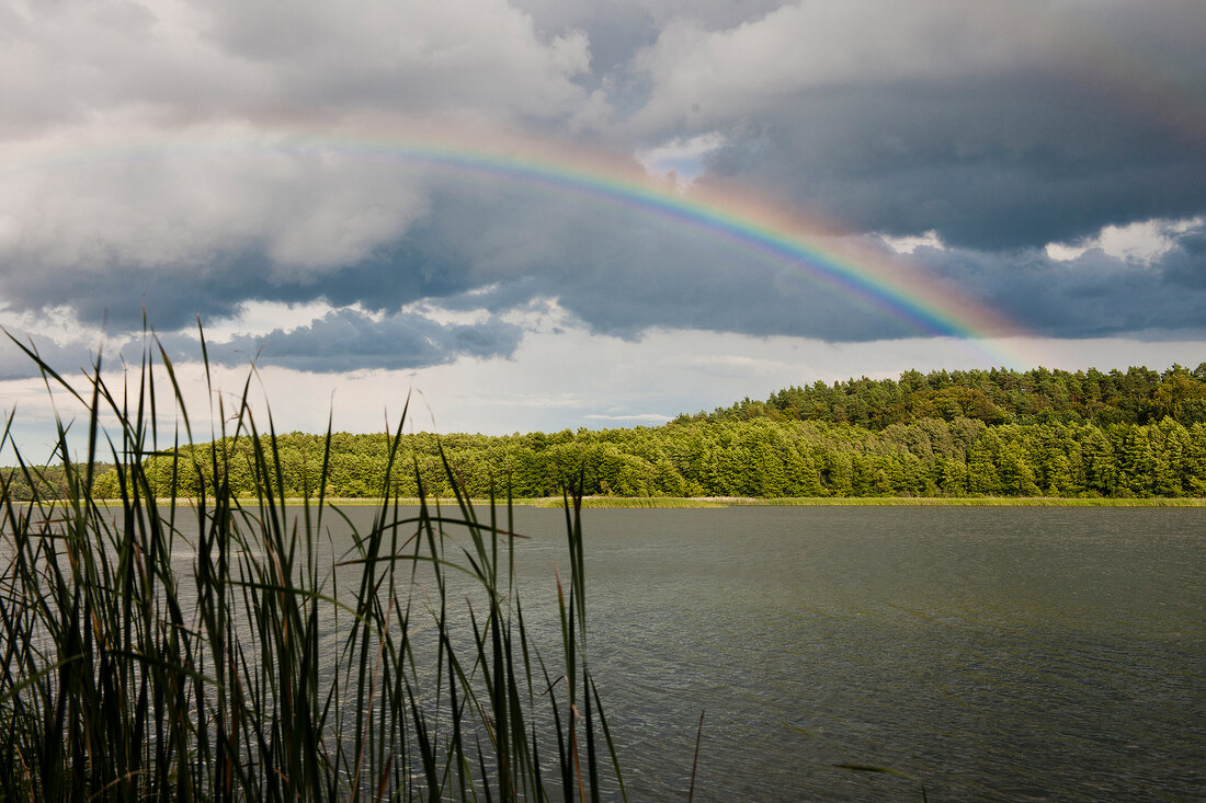 View of lake with reeds and rainbow at morning, Bradenbug, Germany