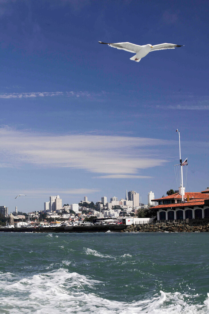 View of seagull flying over sea and skyline in San Francisco, California, USA