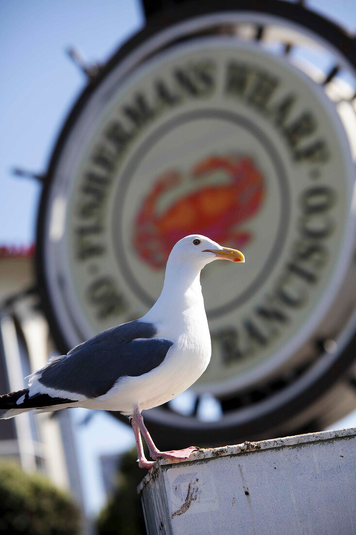 Close-up of Seagull with Fisherman's Wharf sign in San Francisco, California, USA