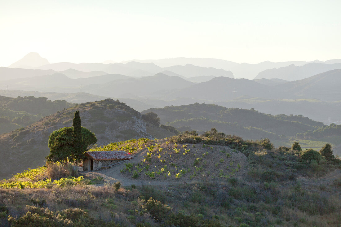 View over Domaine Matassa, Calce, Southern France