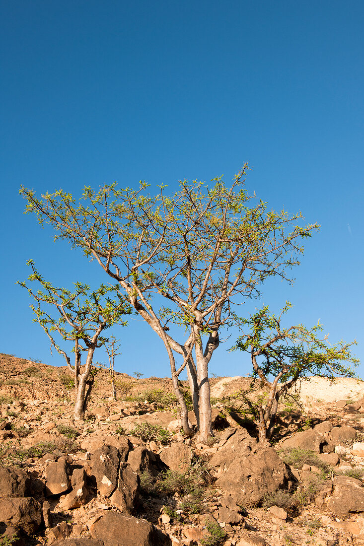 View of incense trees in Salalah, Dofar, Oman