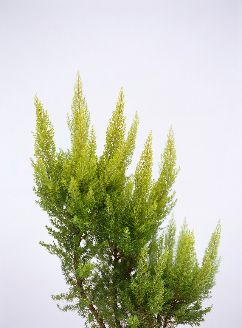 Close-up of tree heath