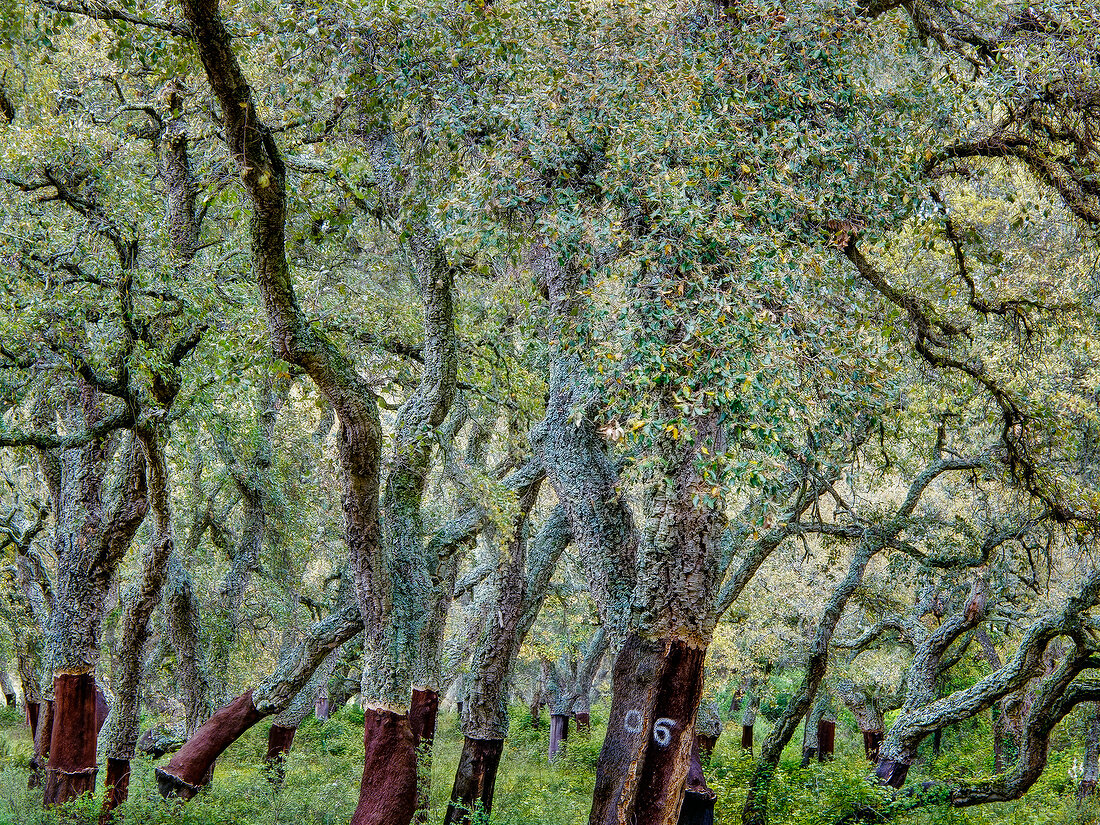 Cork trees at Calangianus near Gallura, Sardinia, Italy