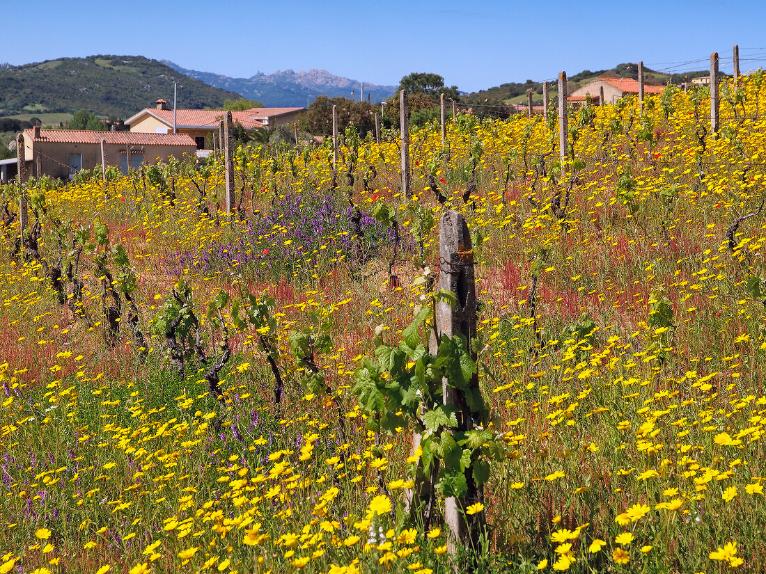 Meadow of yellow flowers with houses in Sardinia, Italy