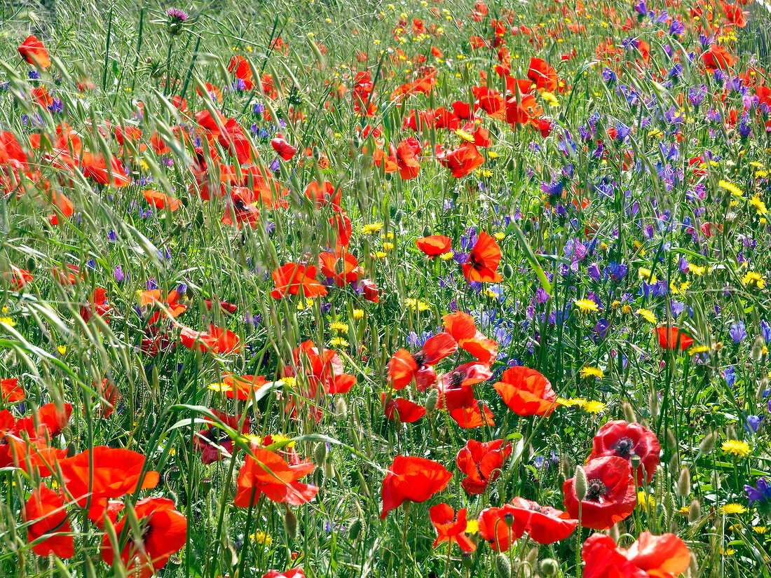 Meadow of flowers in Sardinia, Italy