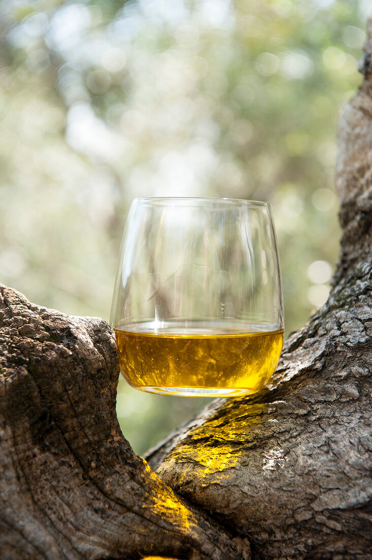 Agro Millo, Olivenöl im Glas, Baum, Istrien, Kroatien
