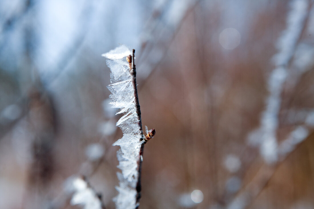 Close-up of frozen grasses in Lapland, Finland