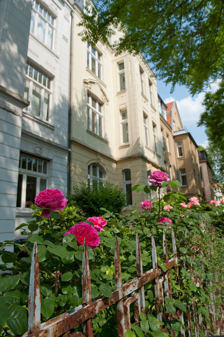 View of roses and building on Eichendorff street, Ehrenfeld, Cologne, Germany