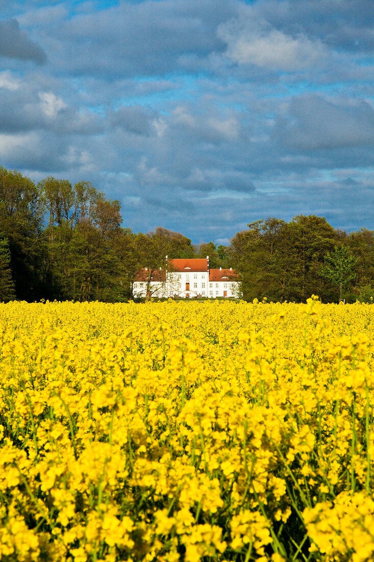 Gut Boldevitz, Haus, Wald, Rapsfeld 