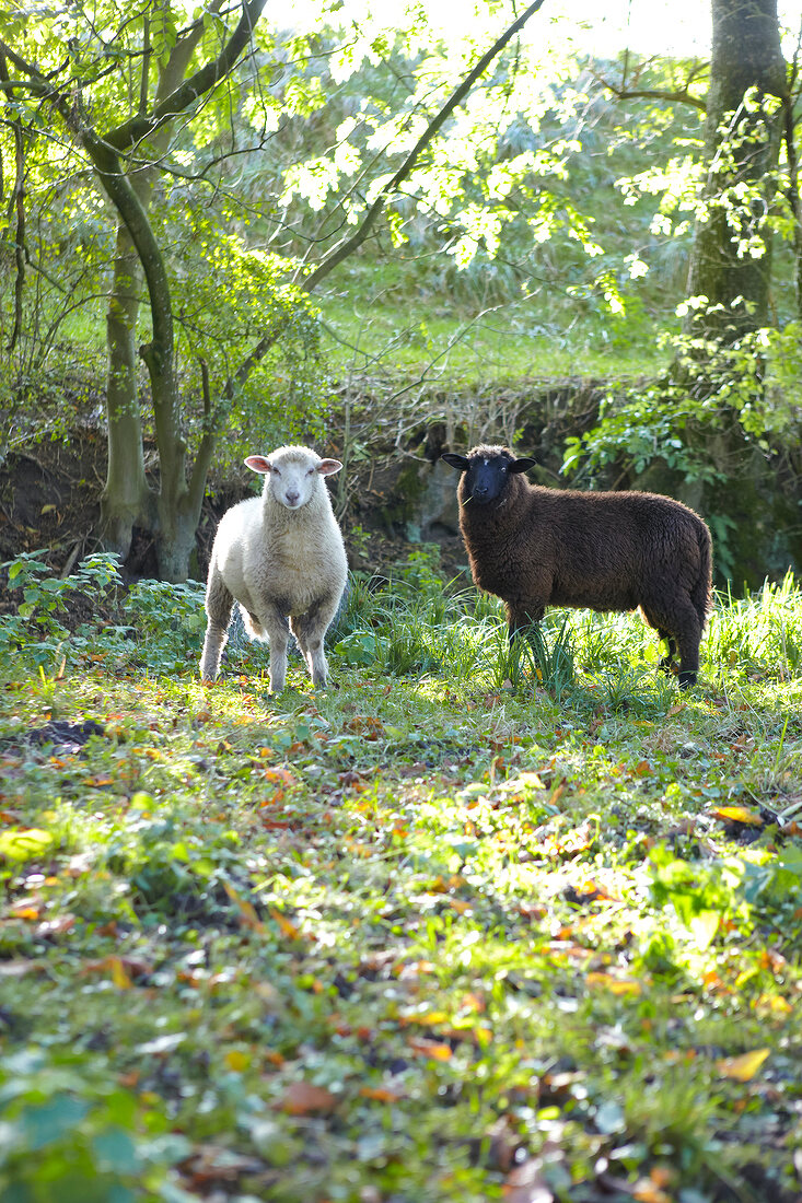 Schafe, weiß, schwarz, Weide, Wiese Koppel, grasen