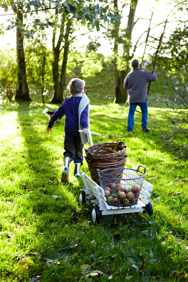 Boy pulling cart with baskets of harvested apples
