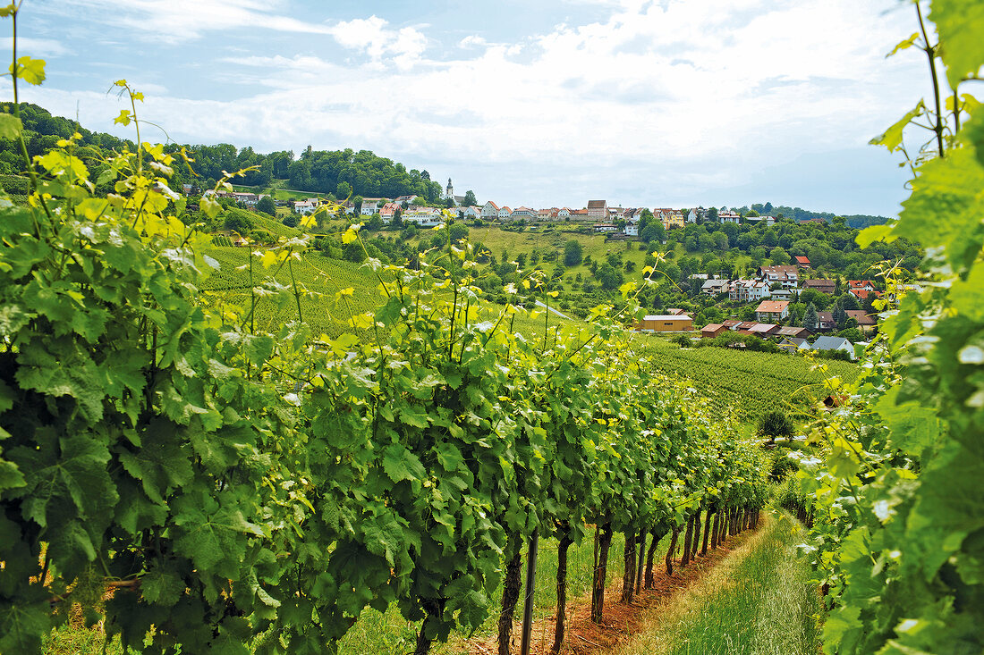 View of vineyard with trollinger grapes, Lowenstein