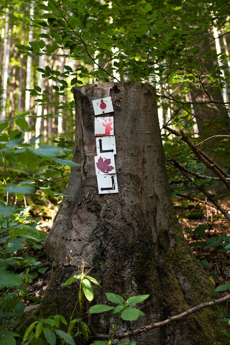Tree stump with sign cards in forest
