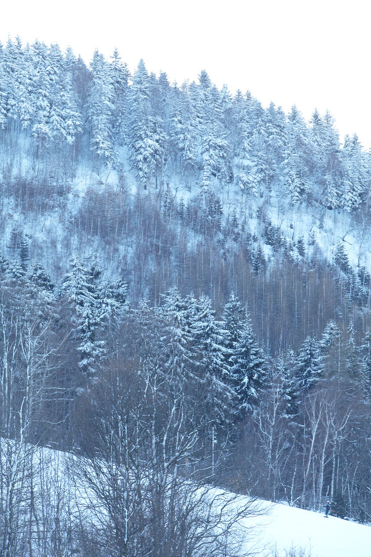 Upper Lusatian Mountains with tree covered with snow
