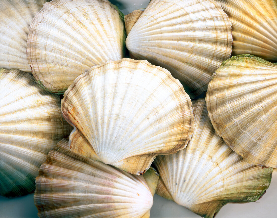 Close-up of scallops