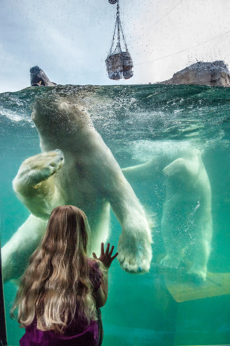 Polar Bear in water at Zoo Hannover in Yukon Bay, Hannover, Germany