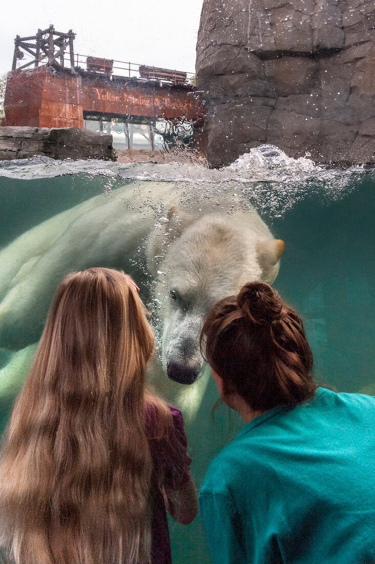 Women watching Polar Bear in water at Zoo Hannover in Yukon Bay, Hannover, Germany
