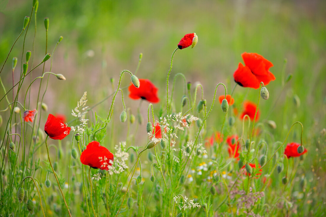 Poppy flowers in meadow