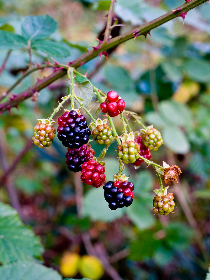 Small bunches of blackberries on tree